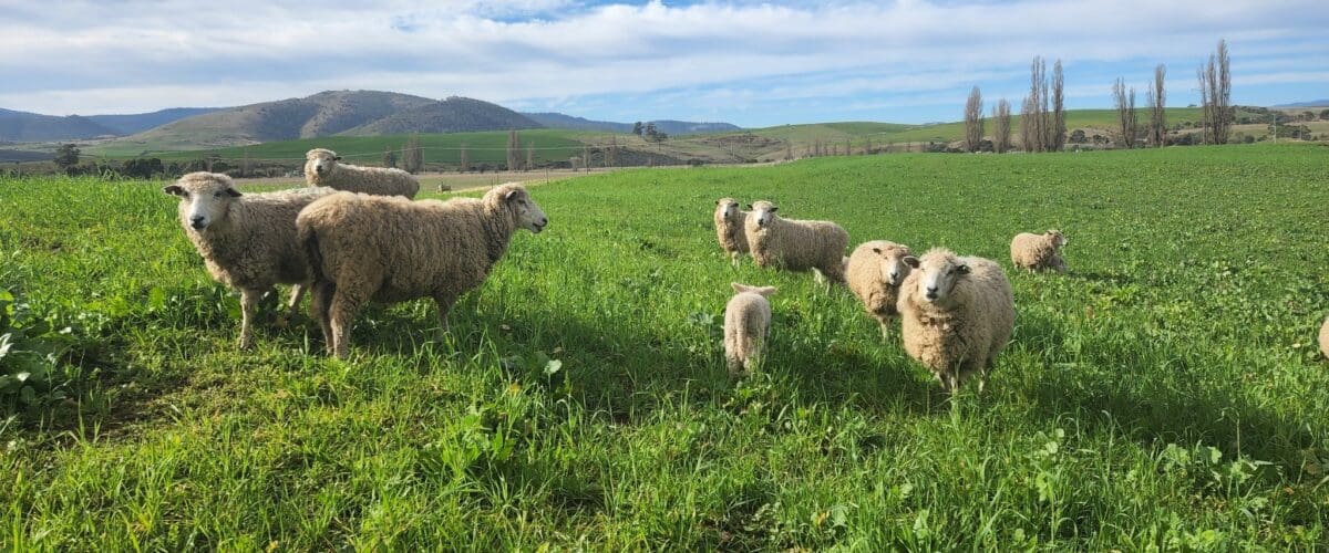 Forage Species Selection