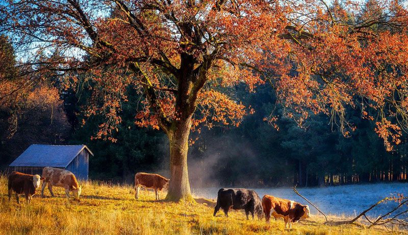 Forage Species Selection