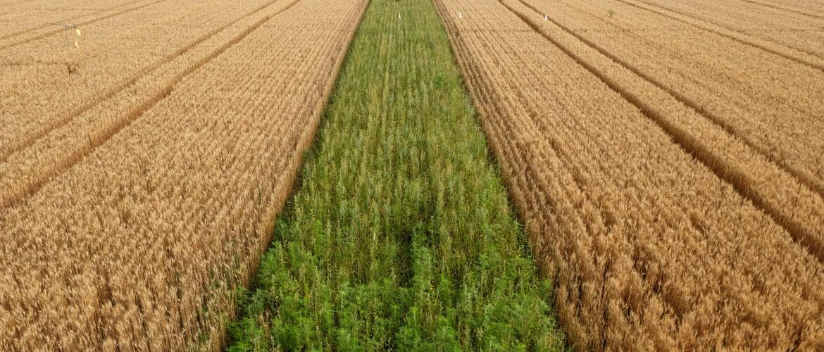 No-Till Farming Benefits