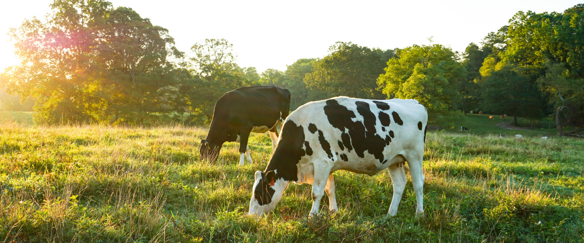 Rotational Grazing Benefits